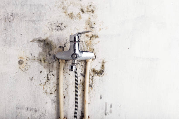 Best Fast Mold Removal  in Shoemakersville, PA