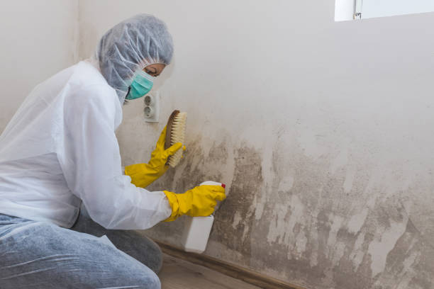 Best Crawl Space Mold Removal  in Shoemakersville, PA