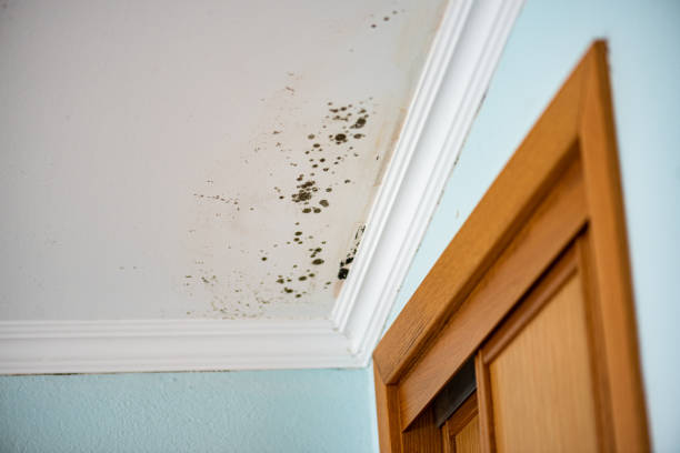 Best Mold Remediation Experts  in Shoemakersville, PA