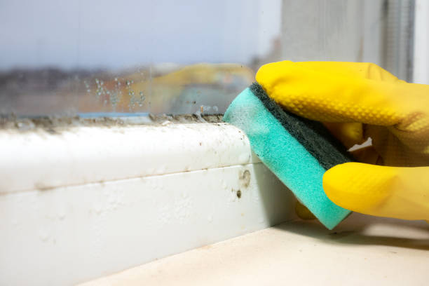 Best Office Mold Removal Services  in Shoemakersville, PA