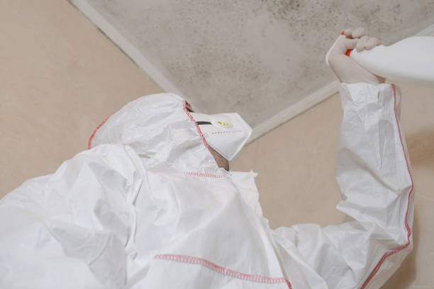 Best Best Mold Removal Companies  in Shoemakersville, PA