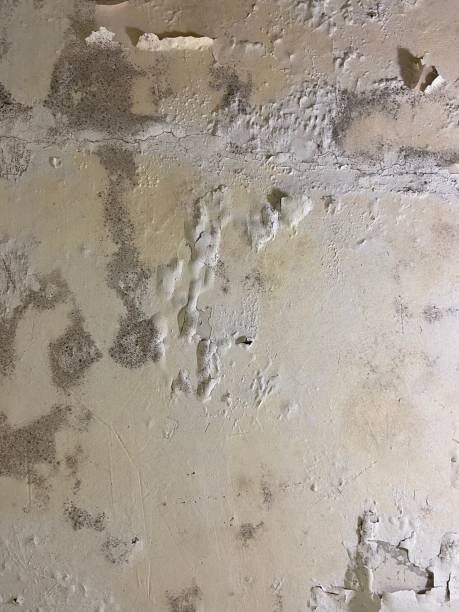 Reliable Shoemakersville, PA Mold Removal Solutions