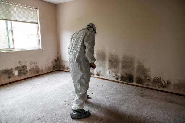 Best Office Mold Removal Services  in Shoemakersville, PA