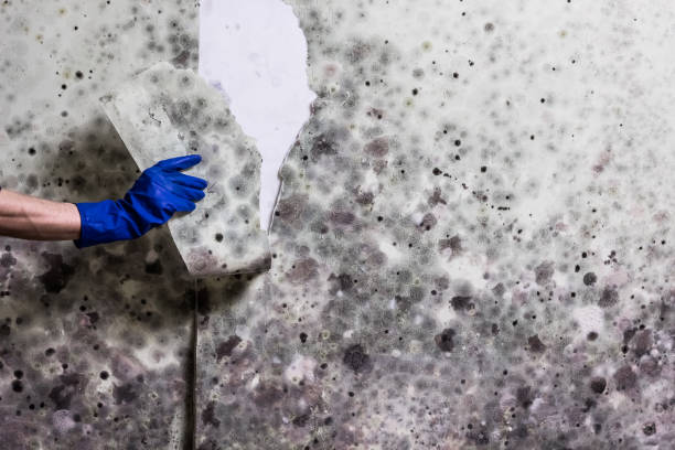Best Toxic Mold Removal  in Shoemakersville, PA
