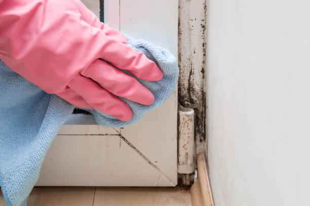 Best Local Mold Removal Service  in Shoemakersville, PA