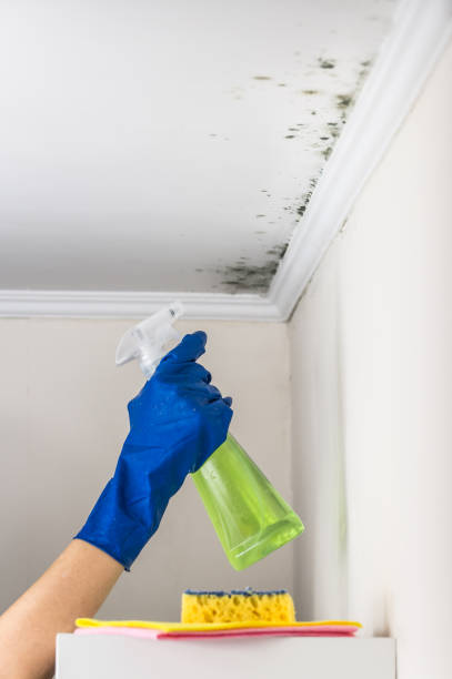 Certified Mold Removal in Shoemakersville, PA