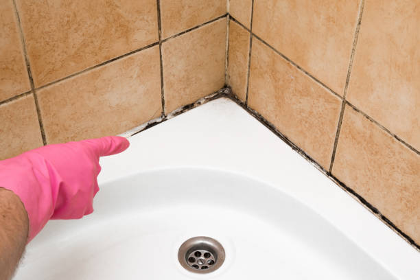 Best Black Mold Removal  in Shoemakersville, PA